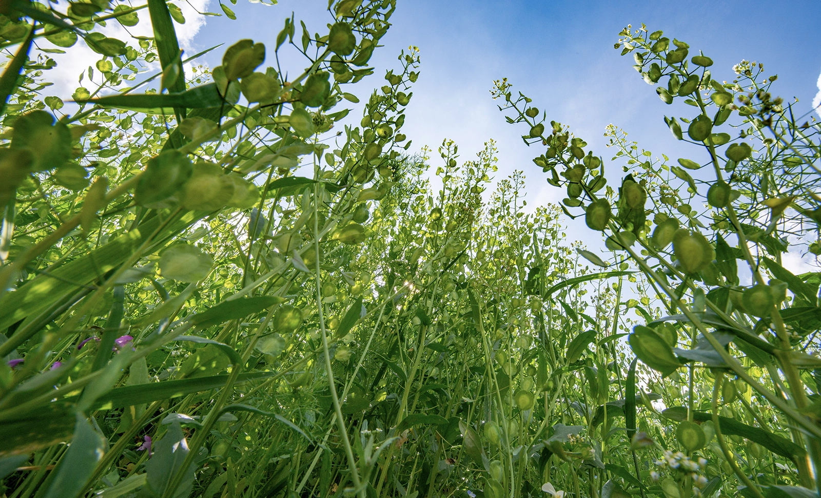 雑草が覆う地球――人間がいなくなったあとの風景 - アサヒ宣伝株式会社